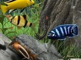 Game Hidden objects - under Water